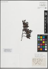 Foto von Salix repens L.